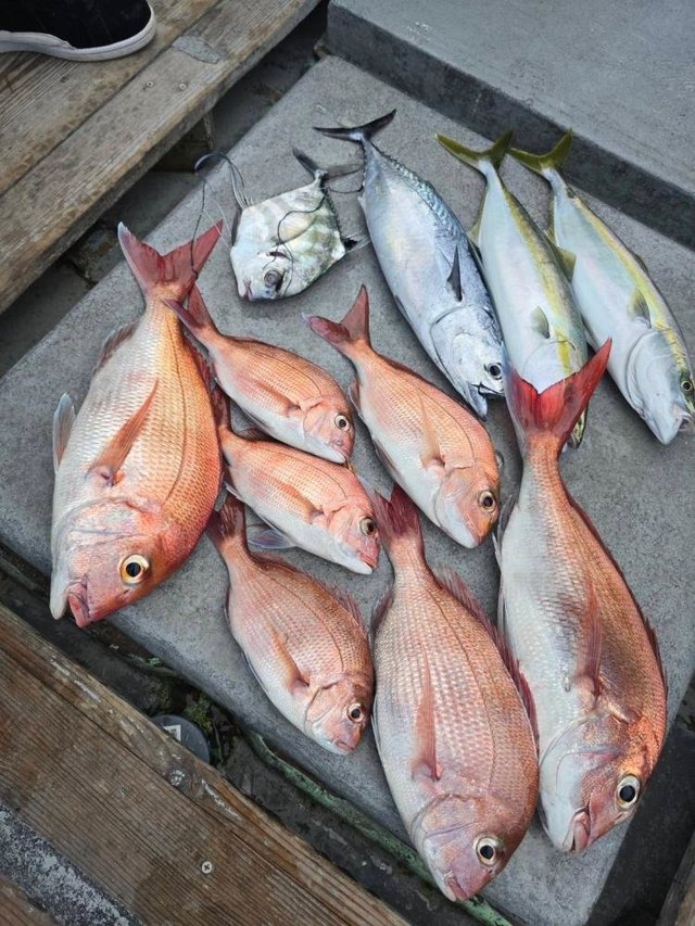 マダイ・イナダ(ブリ)・イサキ・ヒラソウダ・サバ(ゴマサバ)