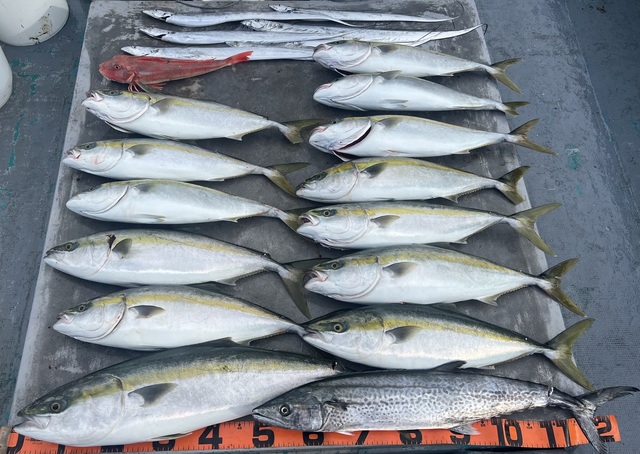 ブリ・メジロ(ブリ)・サワラ・タチウオ