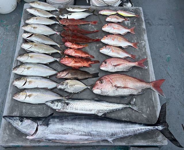 マダイ・レンコダイ(キダイ)・オオモンハタ・カイワリ・シオ(カンパチ)・サワラ・オキサワラ(カマスサワラ)