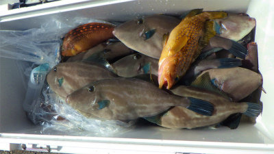 キジハタ・ウマヅラハギ