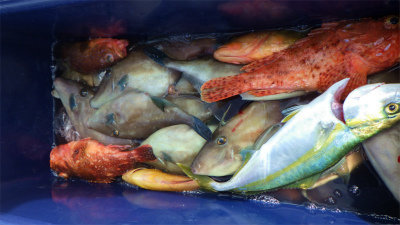 イナダ(ブリ)・オニカサゴ・ウッカリカサゴ・ウマヅラハギ