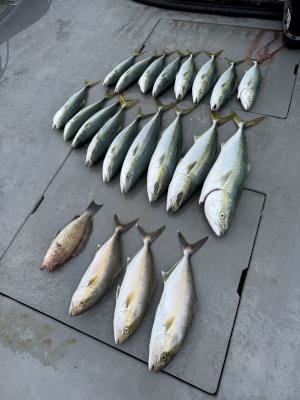 オオモンハタ・ハマチ(ブリ)・メジロ(ブリ)・シオ(カンパチ)