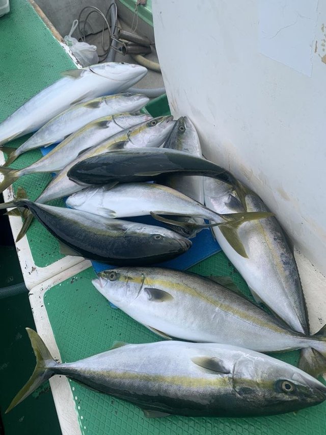 イナダ(ブリ)・ワラサ(ブリ)