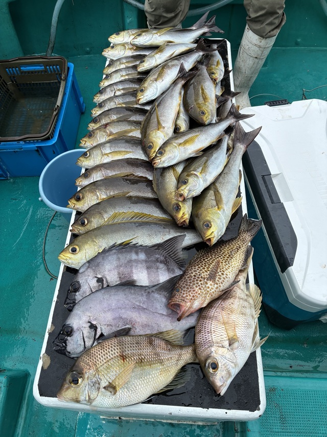 マダイ・イシダイ・メイチダイ