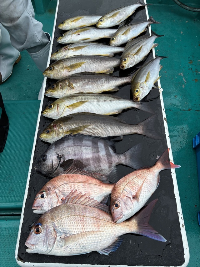 マダイ・イシダイ