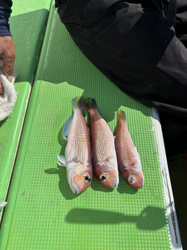 アマダイ(アカアマダイ)