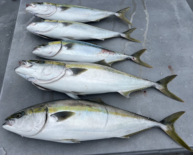 ブリ・メジロ(ブリ)