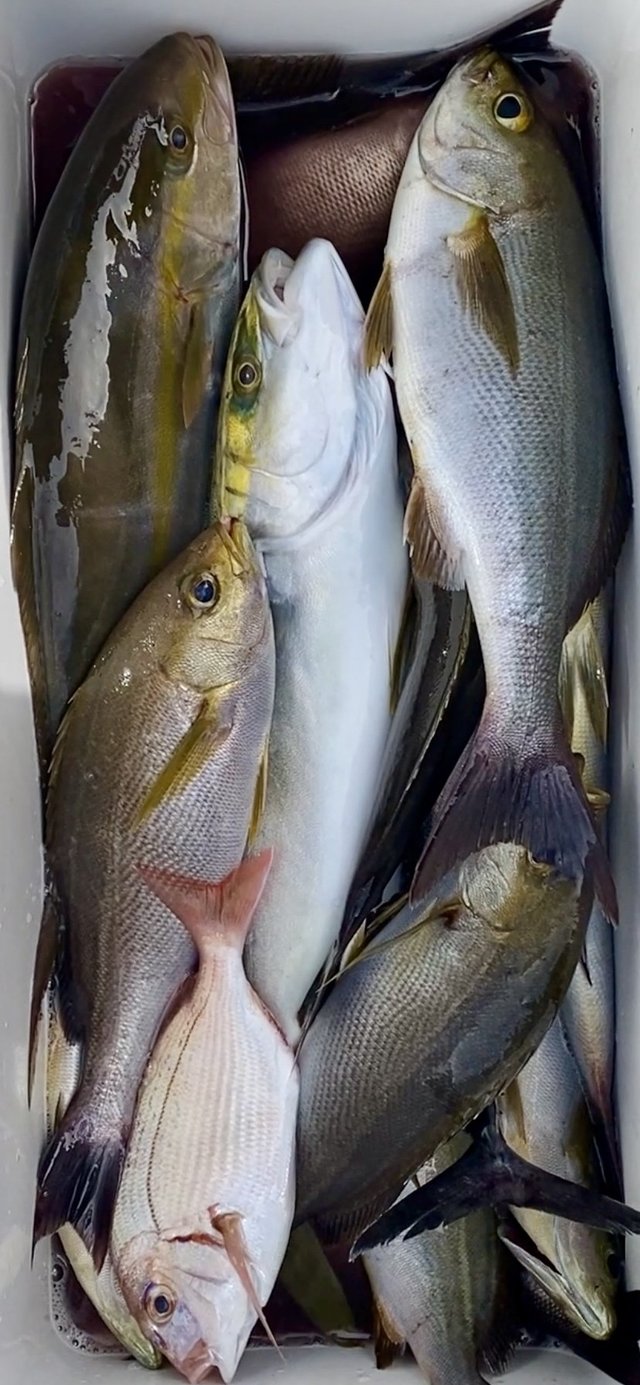 イナダ(ブリ)・イサキ