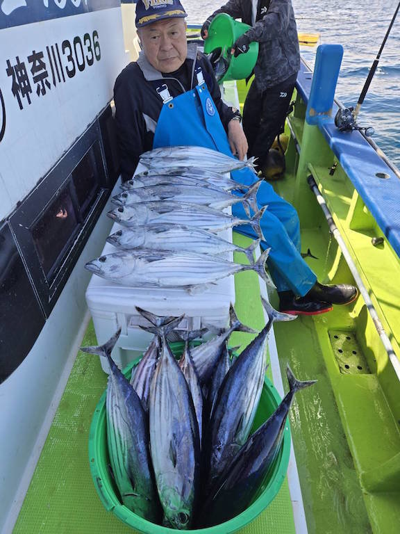 キハダマグロ(キハダ)・カツオ