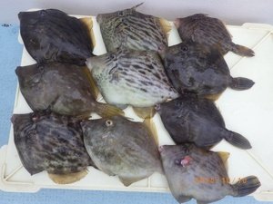 カワハギ