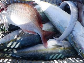 タイ(マダイ)・ハマチ(ブリ)