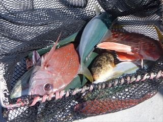 タイ(マダイ)・ハマチ(ブリ)