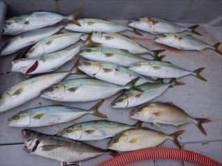 イナダ(ブリ)・イサキ