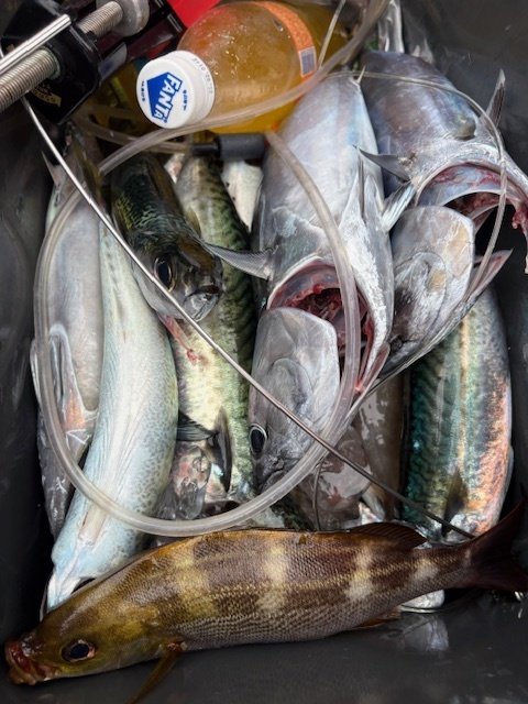 カイワリ・イサキ・ソーダカツオ(ヒラソウダ)