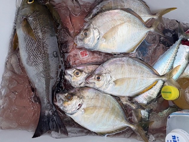 アジ(マアジ)・カイワリ・イサキ・ソーダカツオ(ヒラソウダ)・サバ(ゴマサバ)