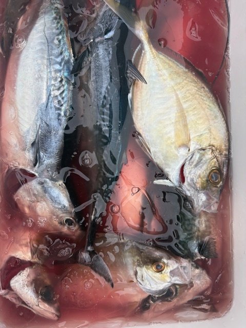 アジ(マアジ)・カイワリ・イサキ・ソーダカツオ(ヒラソウダ)・サバ(ゴマサバ)