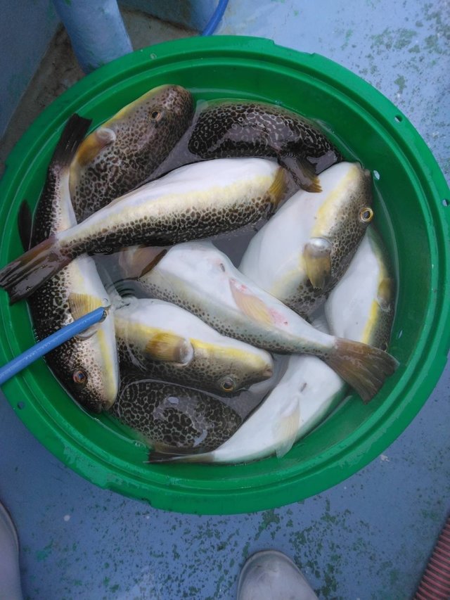 ショウサイフグ