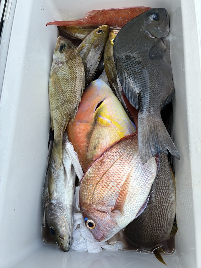 マダイ・グレ(メジナ)・メイチダイ