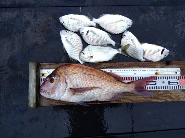 マダイ・ヘダイ