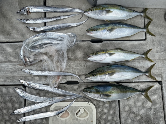 メジロ(ブリ)・タチウオ