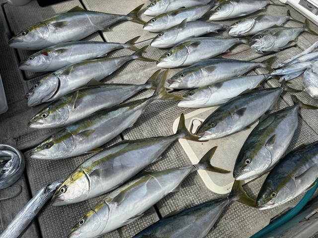 ブリ・メジロ(ブリ)・タチウオ