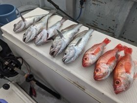 アカムツ・メイゴ(クログチ)