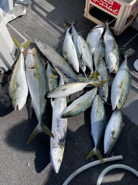 ハマチ(ブリ)・サワラ