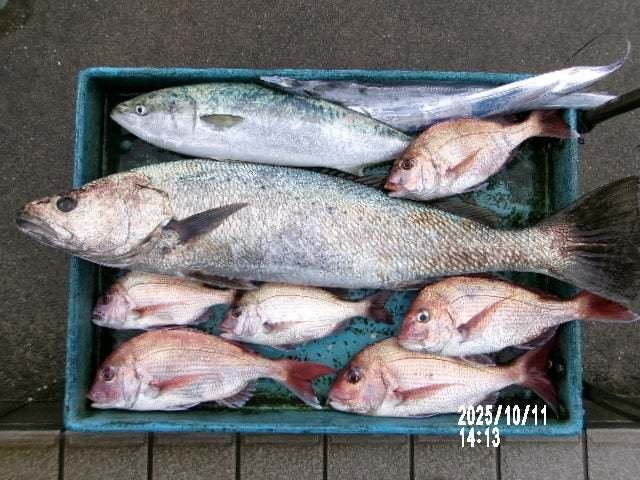 マダイ・ワラサ(ブリ)・ニベ