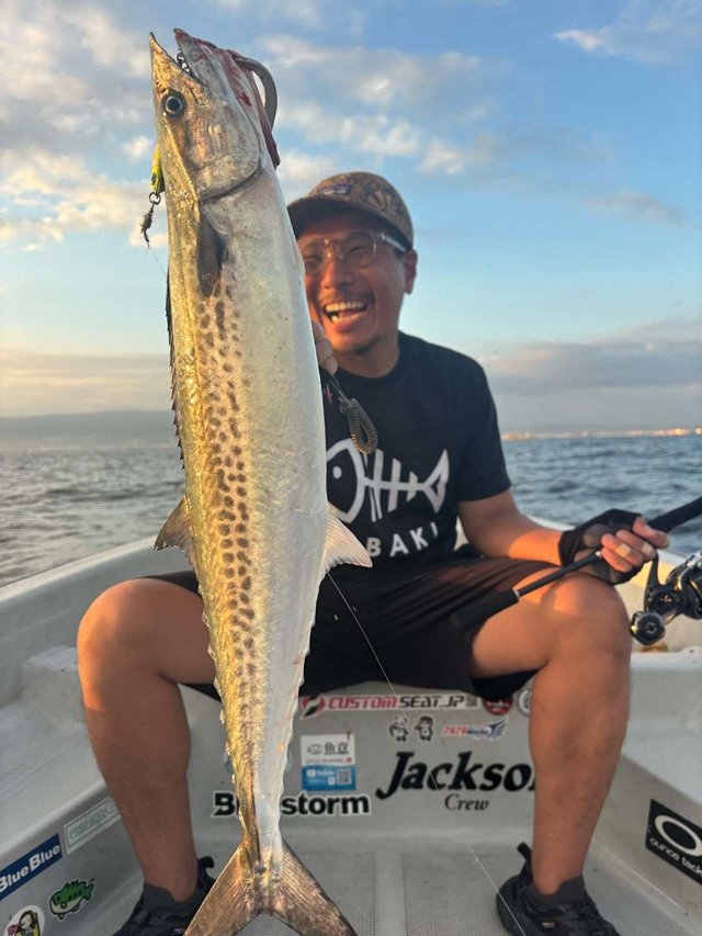 サゴシ(サワラ)