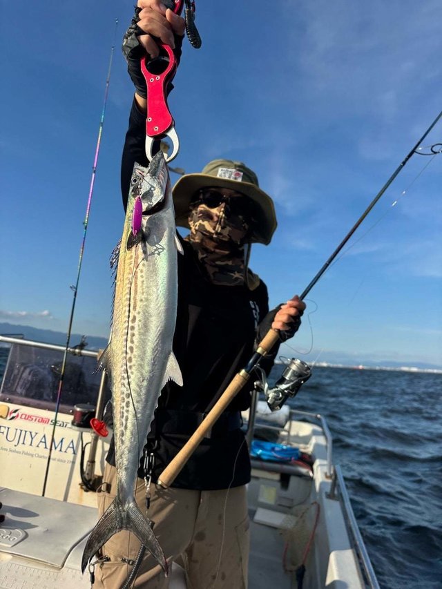 サゴシ(サワラ)