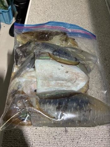 アオリイカ・コウイカ