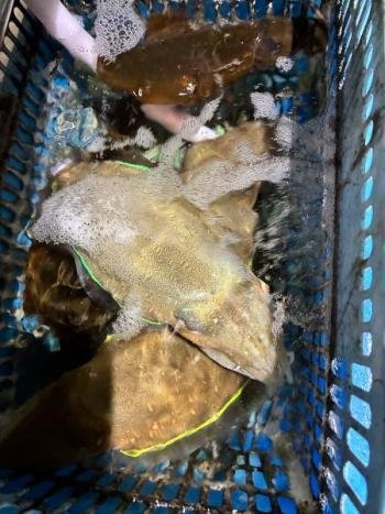 アオリイカ・コウイカ