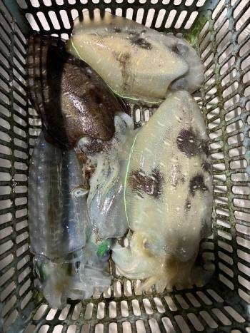 アオリイカ・コウイカ