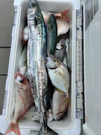 マダイ・チダイ・カイワリ・ツバス(ブリ)・サワラ