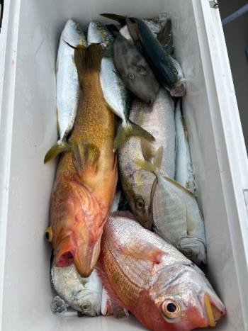 レンコダイ(キダイ)・キジハタ・カイワリ・ツバス(ブリ)・カワハギ