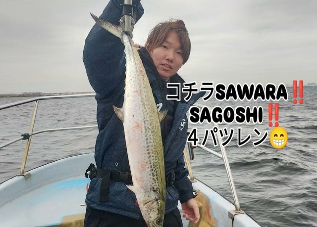 サゴシ(サワラ)