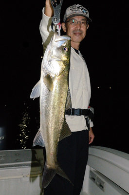 シーバス(スズキ)