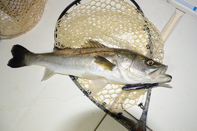 シーバス(スズキ)