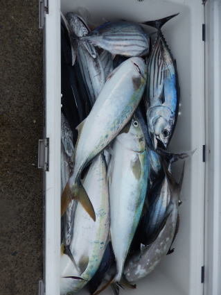 サンパク(ブリ)・カンパチ・カツオ