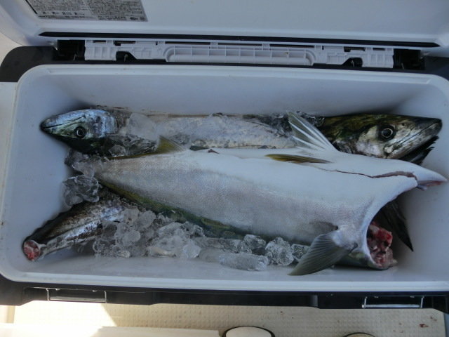 ブリ・サゴシ(サワラ)