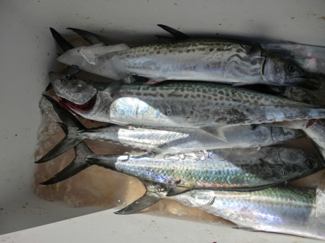 サワラ・サゴシ(サワラ)