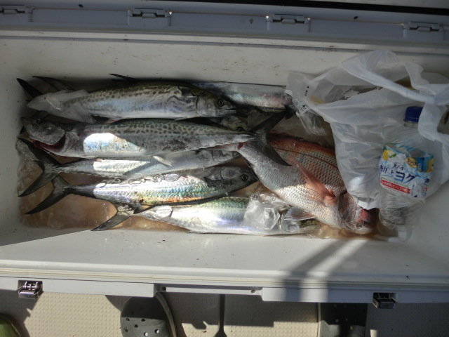 マダイ・サゴシ(サワラ)