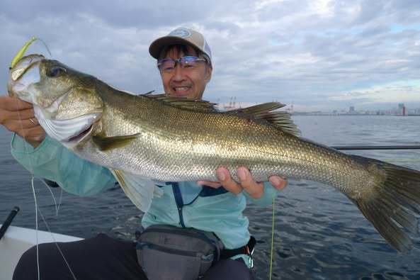 シーバス(スズキ)