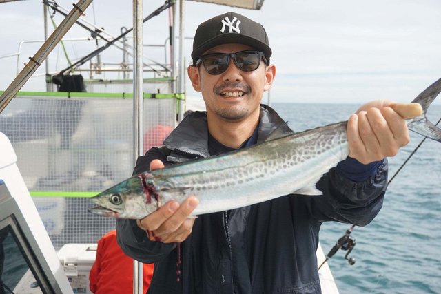 サゴシ(サワラ)