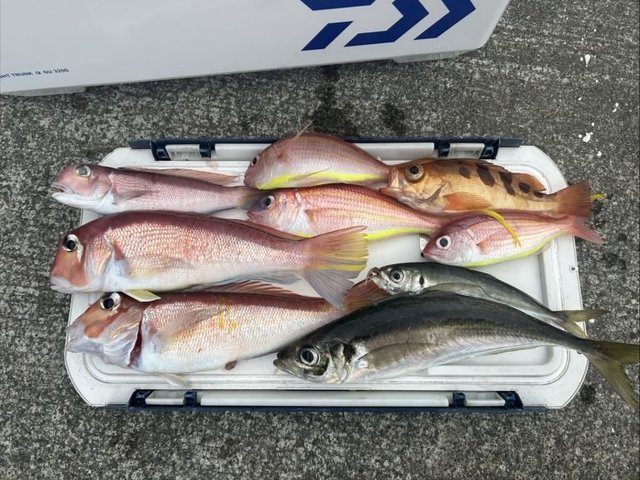 アジ(マアジ)・アマダイ(アカアマダイ)・イトヨリ(イトヨリダイ)・トゴットメバル