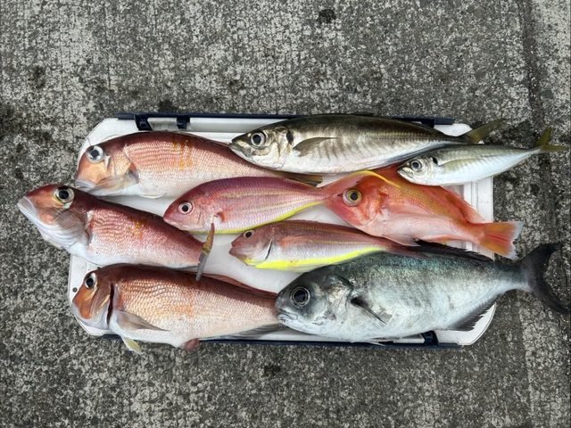 アジ(マアジ)・アマダイ(アカアマダイ)・イトヨリ(イトヨリダイ)・メダイ