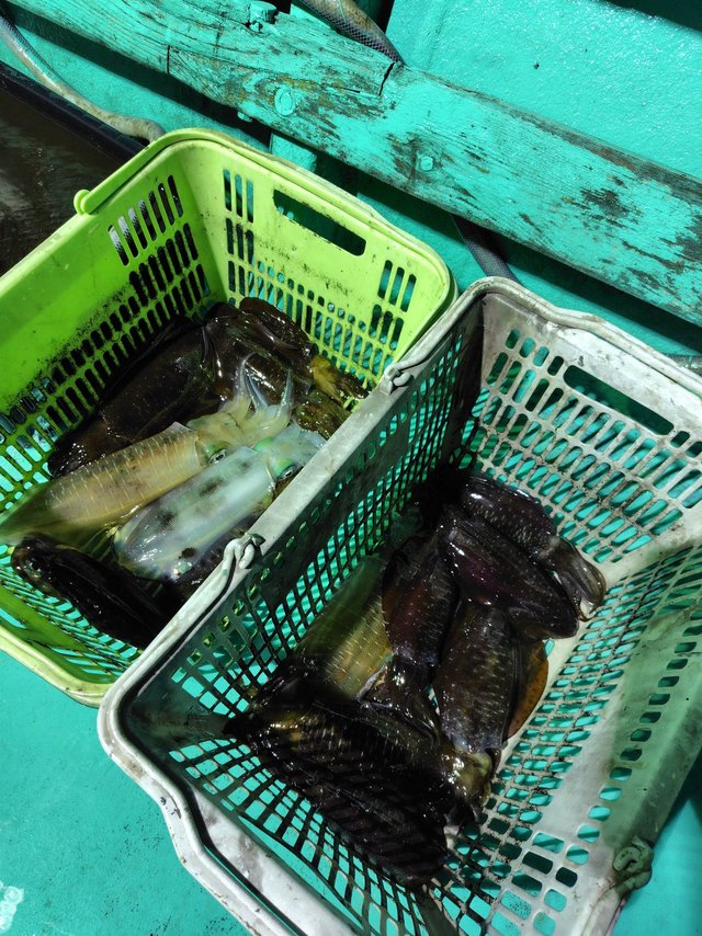 アオリイカ・コウイカ