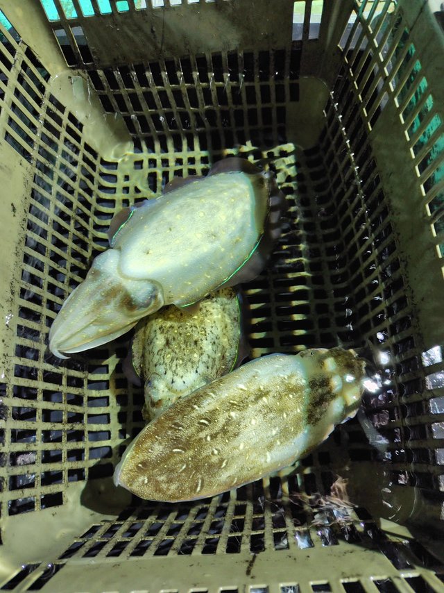 アオリイカ・コウイカ