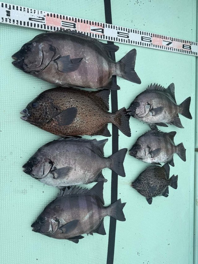 イシダイ・イシガキダイ