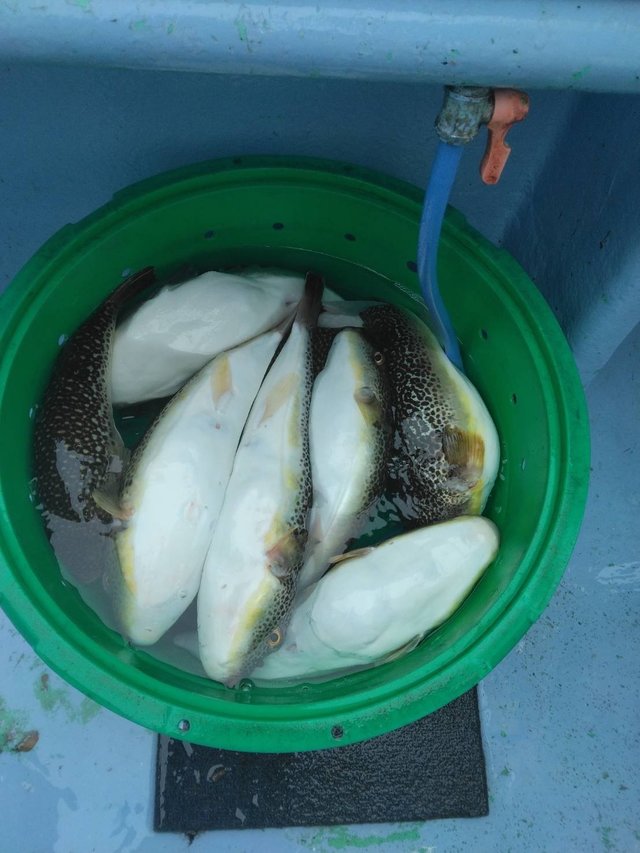 ショウサイフグ